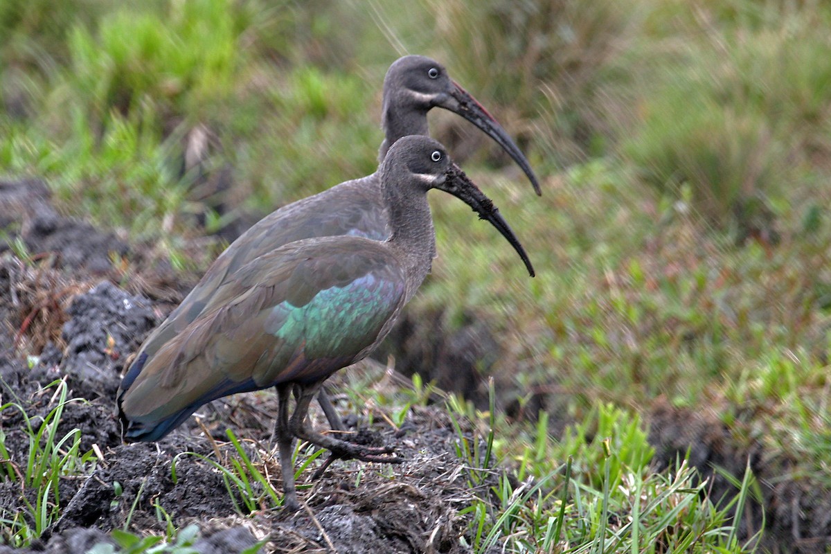 Hadada Ibis - ML642018410