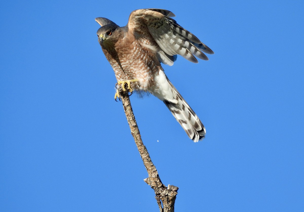 Cooper's Hawk - ML642018412