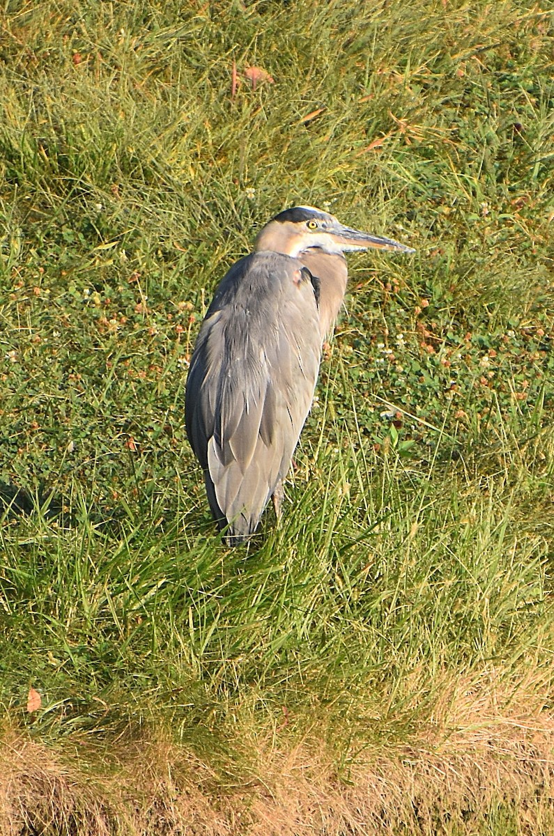 Great Blue Heron - ML642018415