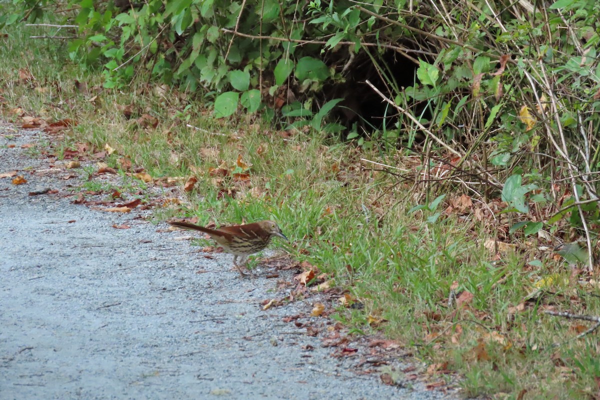 Brown Thrasher - ML642018416