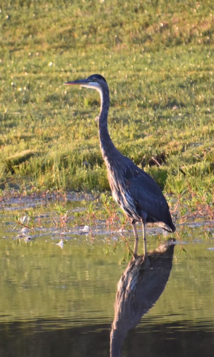 Great Blue Heron - ML642018419