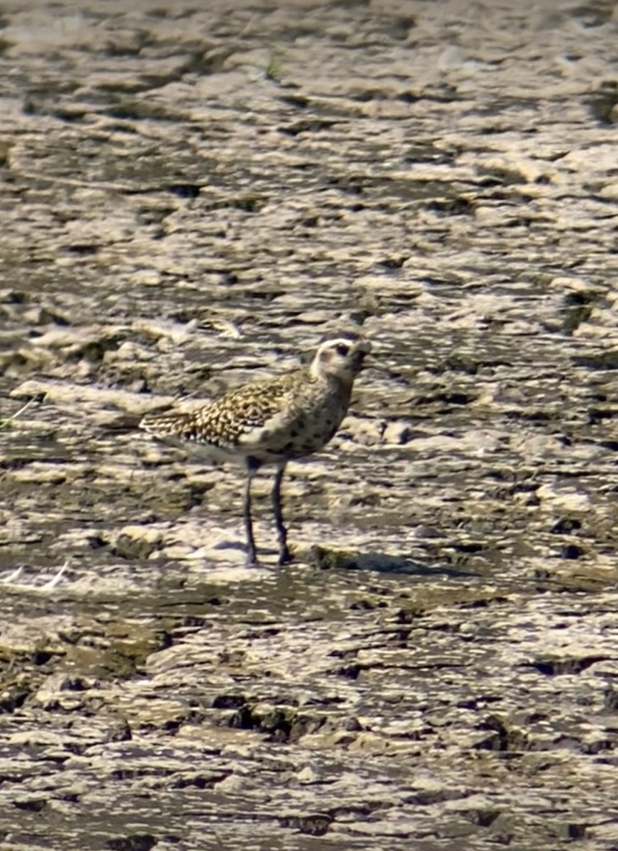 American Golden-Plover - ML642018421