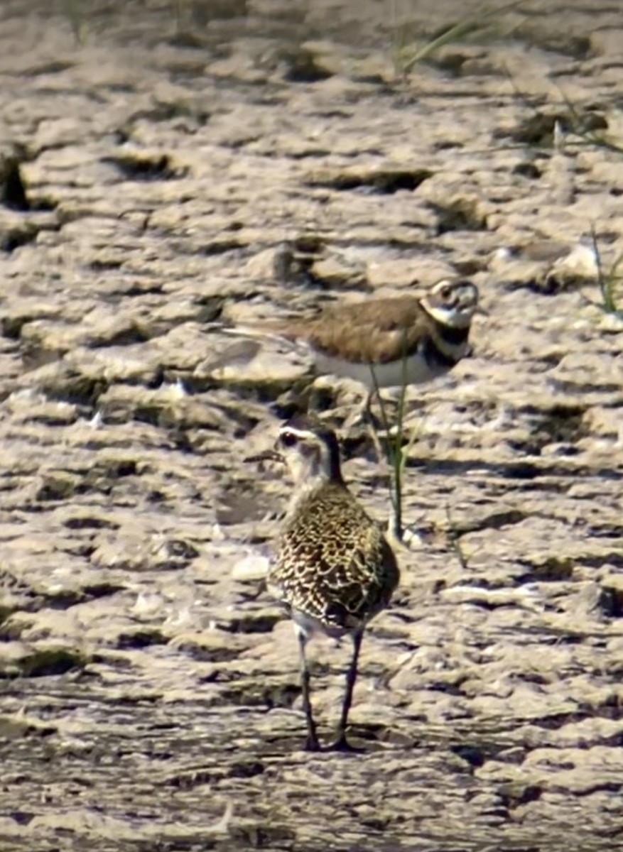 American Golden-Plover - ML642018422