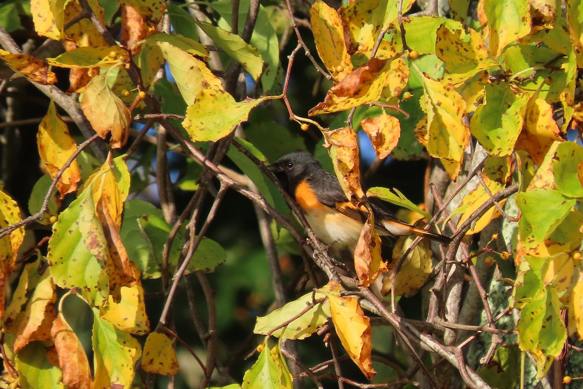 American Redstart - ML642018423