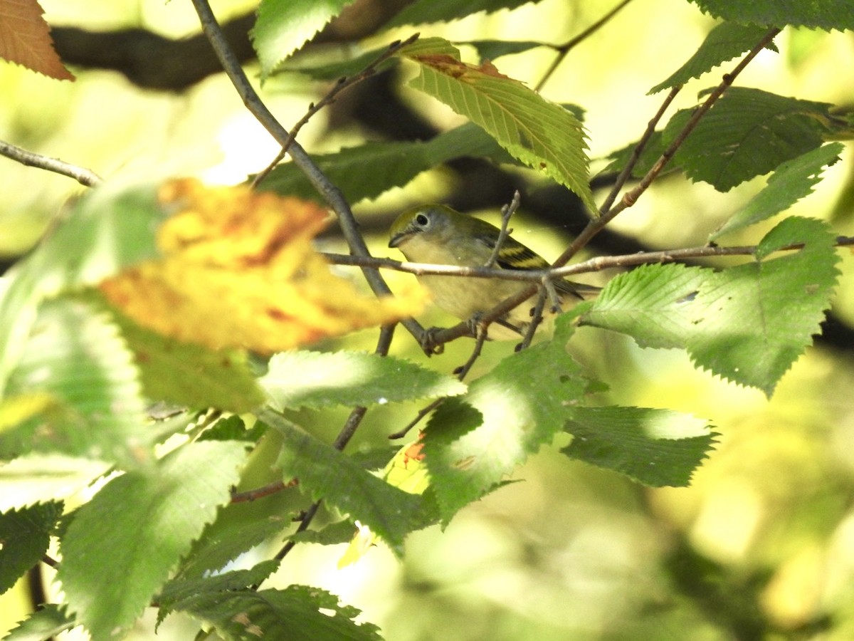 Chestnut-sided Warbler - ML642018434