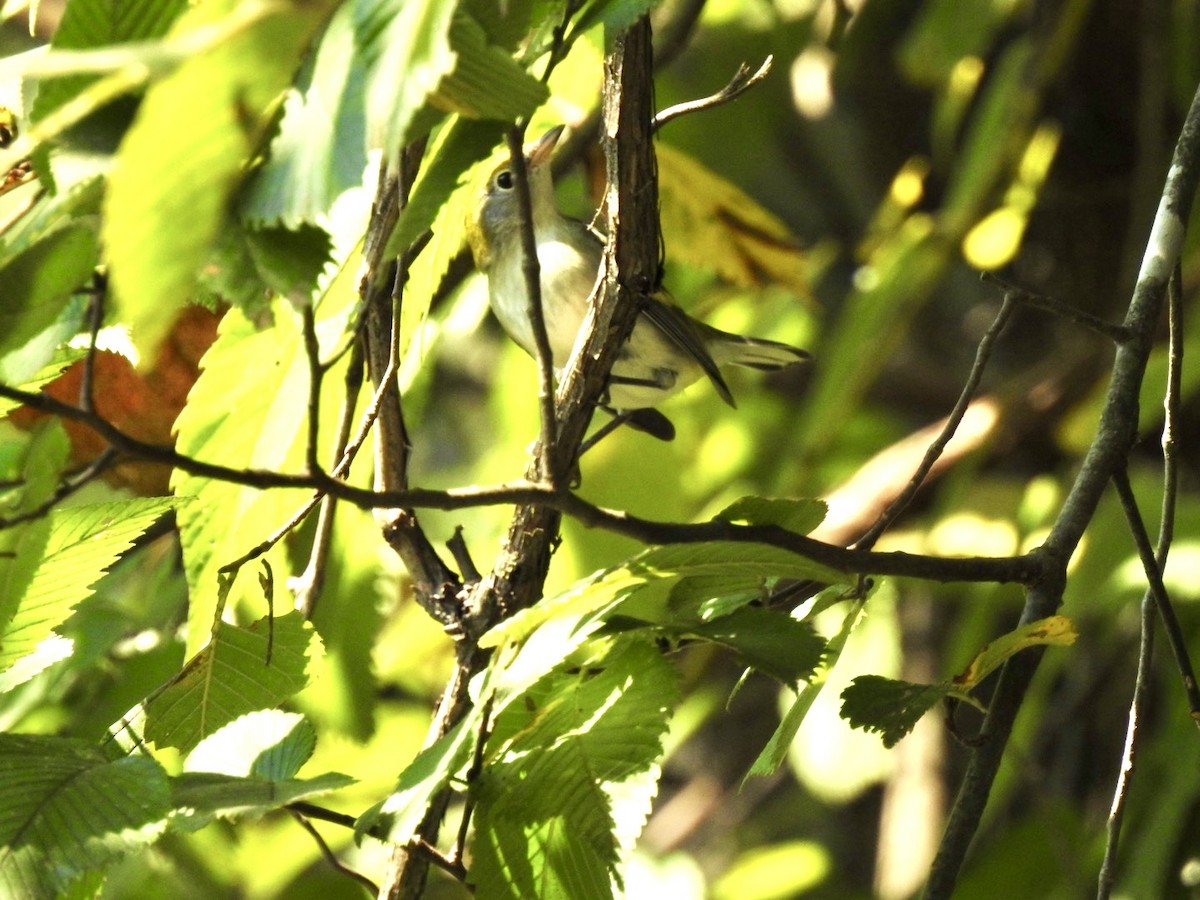 Chestnut-sided Warbler - ML642018435