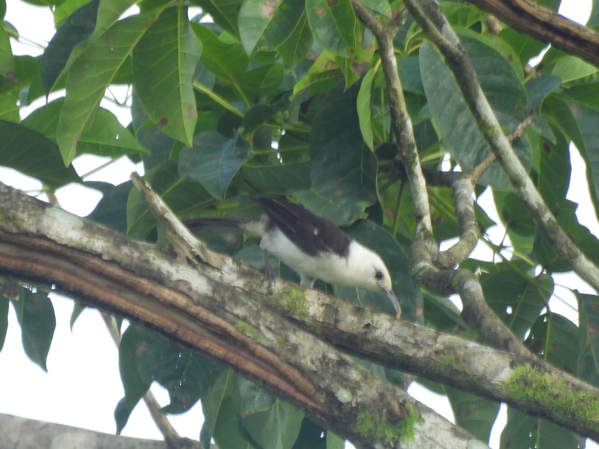 White-headed Wren - ML642018436