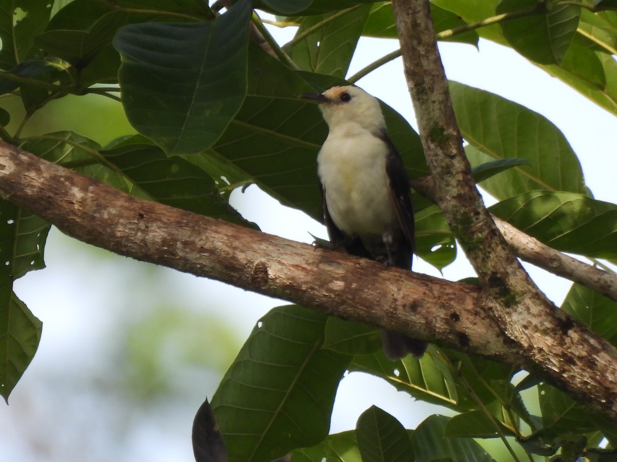 White-headed Wren - ML642018437