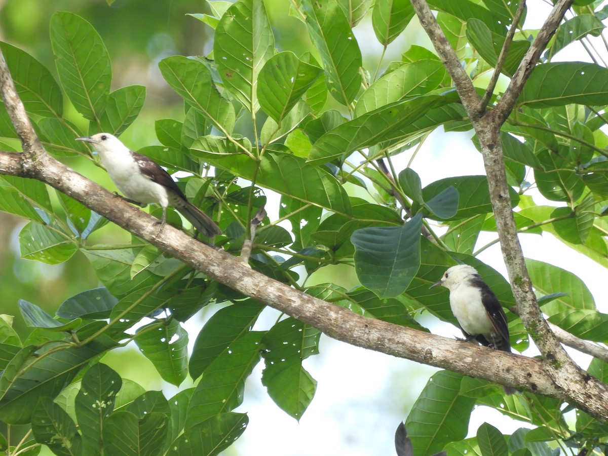 White-headed Wren - ML642018438
