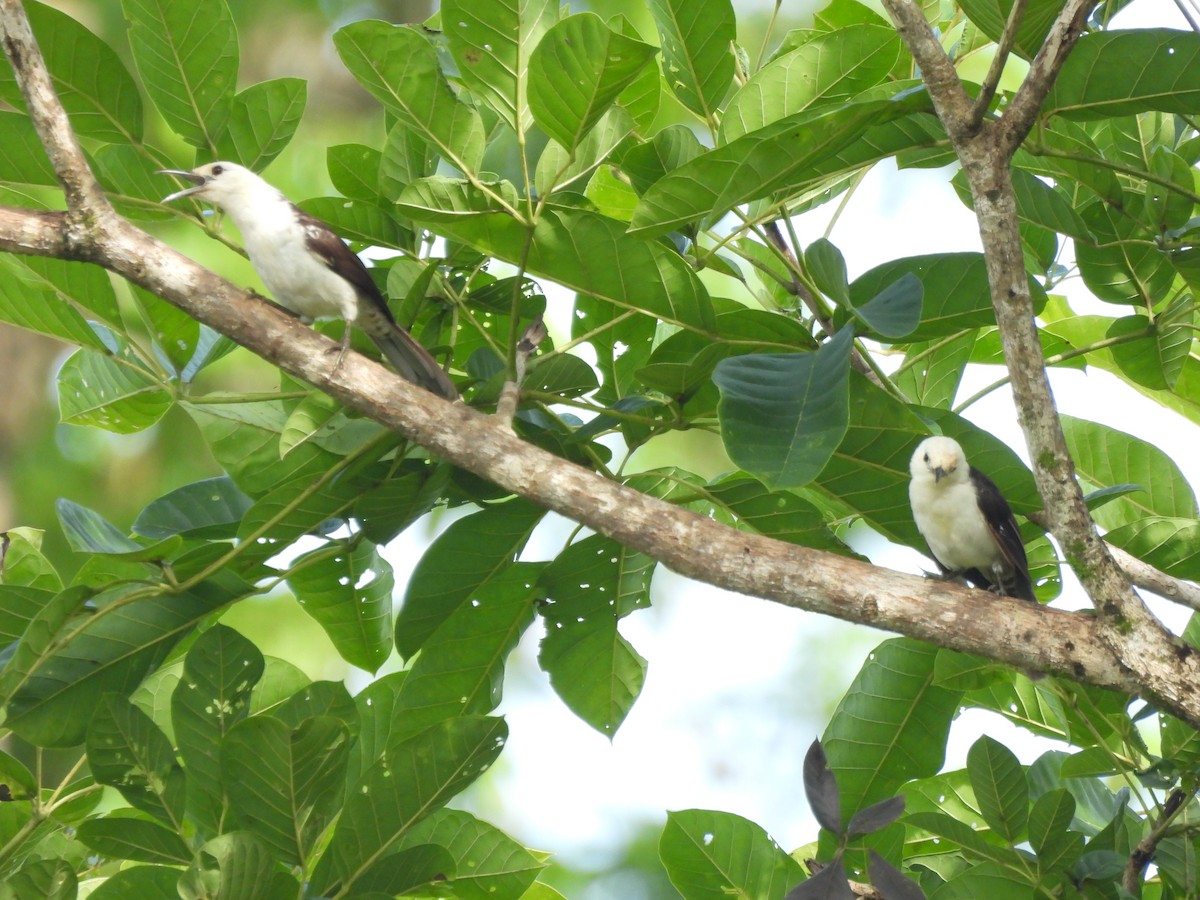 White-headed Wren - ML642018439