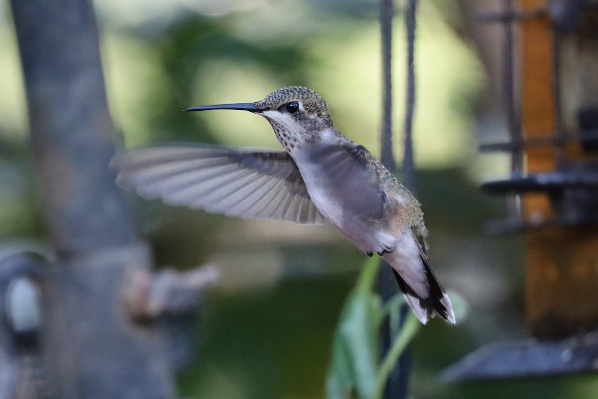 Black-chinned Hummingbird - ML642018445
