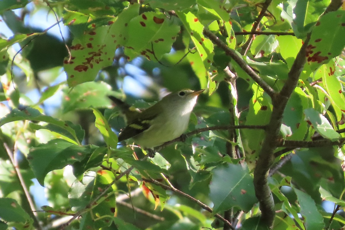 Chestnut-sided Warbler - ML642018447