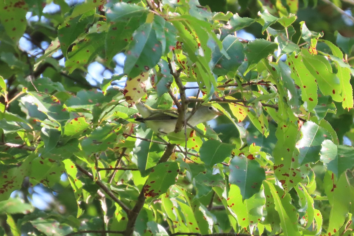 Chestnut-sided Warbler - ML642018449