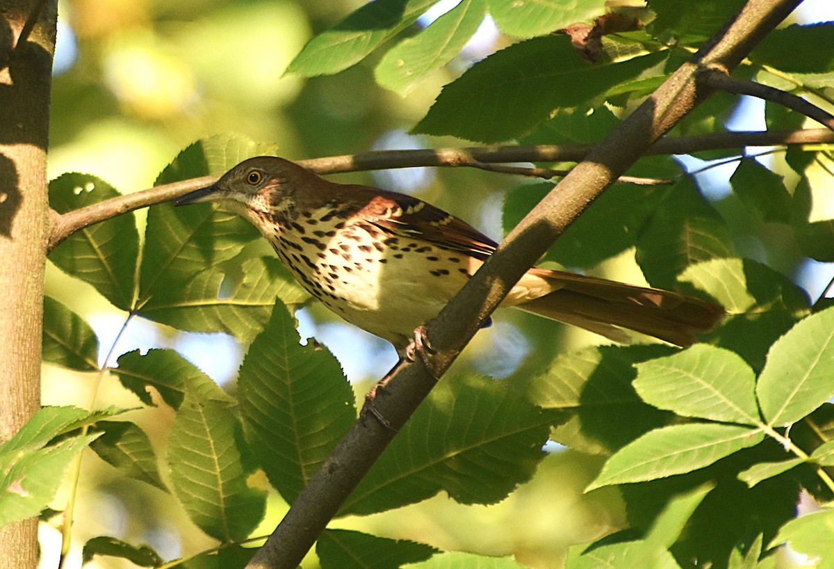 Brown Thrasher - ML642018450