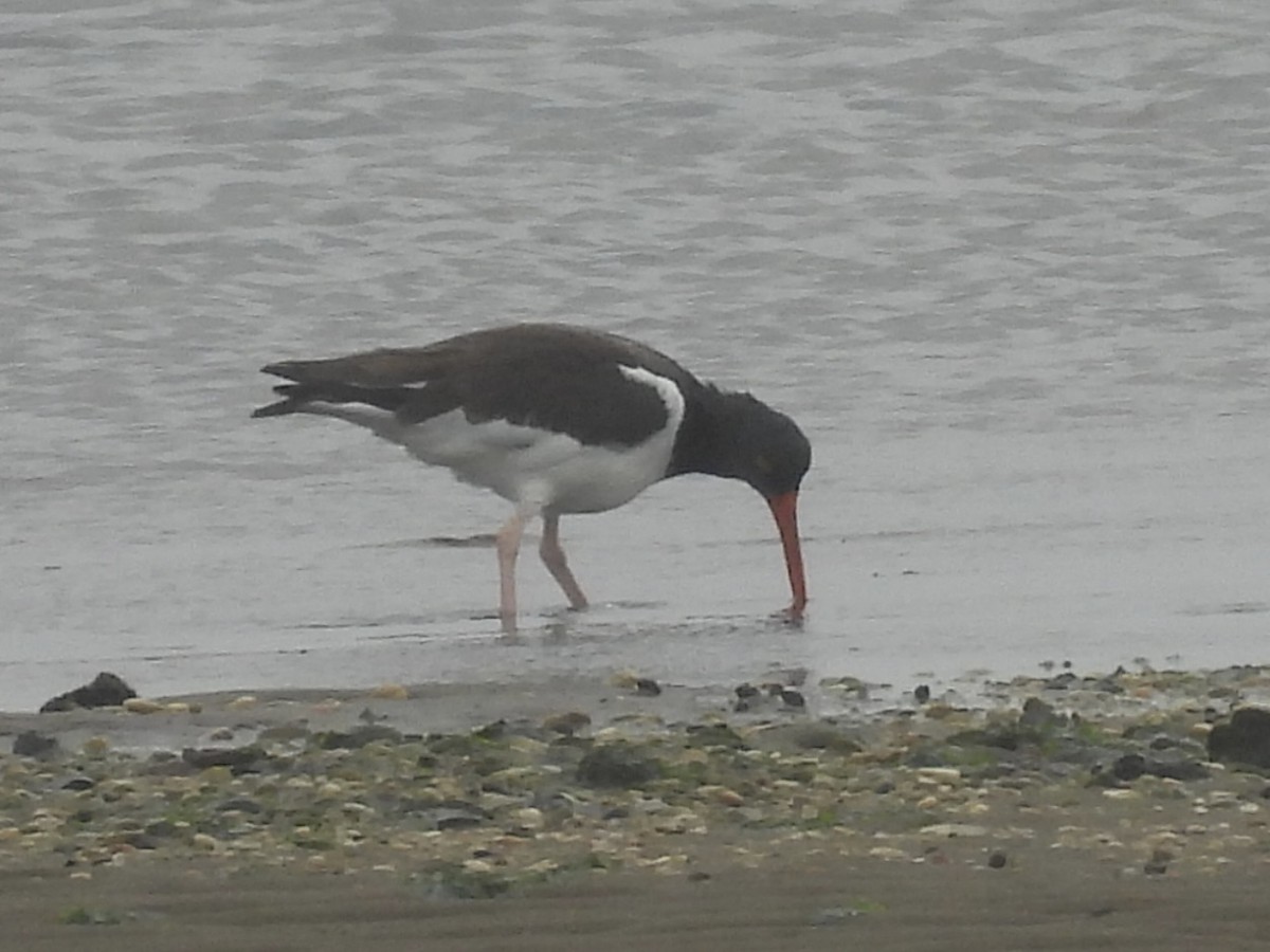 American Oystercatcher - ML642018456