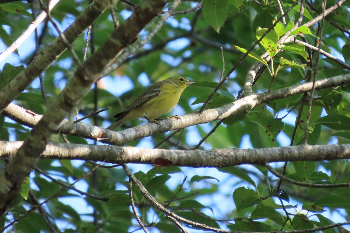 Pine Warbler - ML642018458