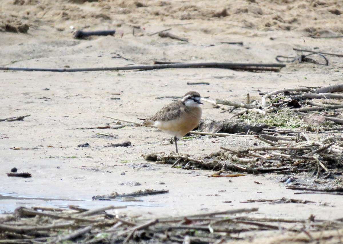 Kittlitz's Plover - ML642018467