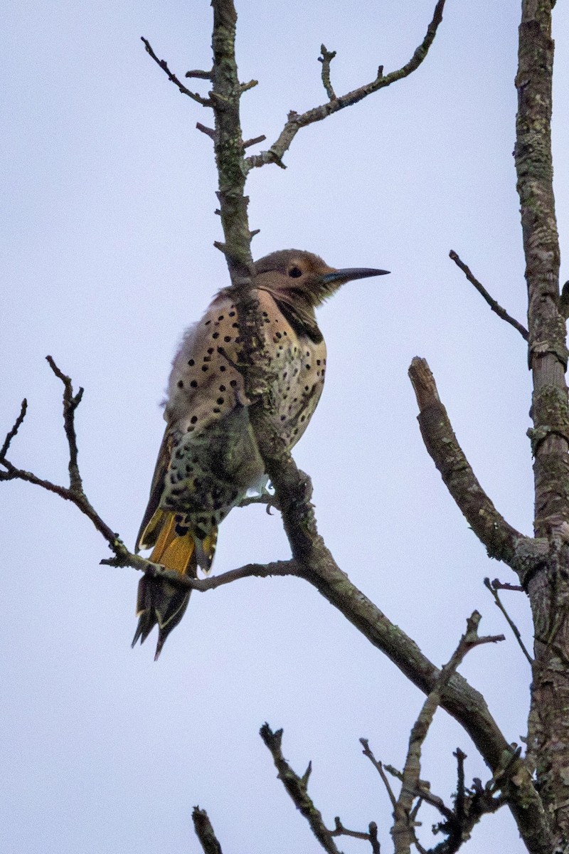 Northern Flicker - ML642018478