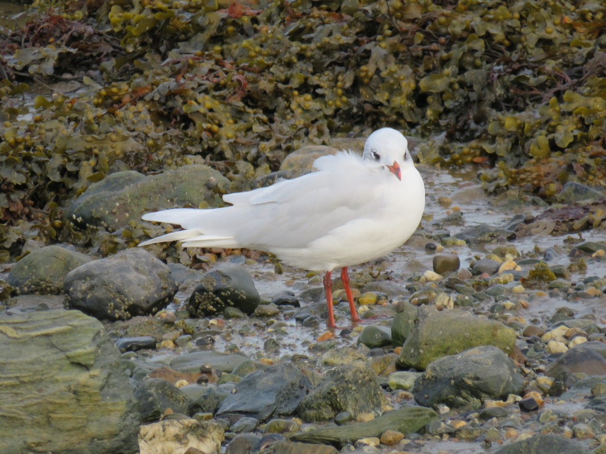 Mediterranean Gull - ML642018481