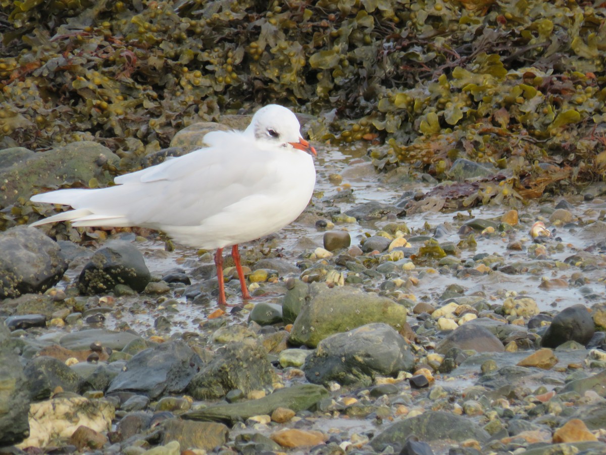 Mediterranean Gull - ML642018482