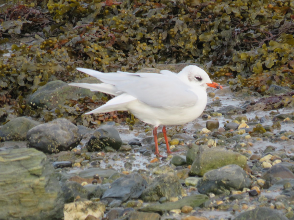 Mediterranean Gull - ML642018483