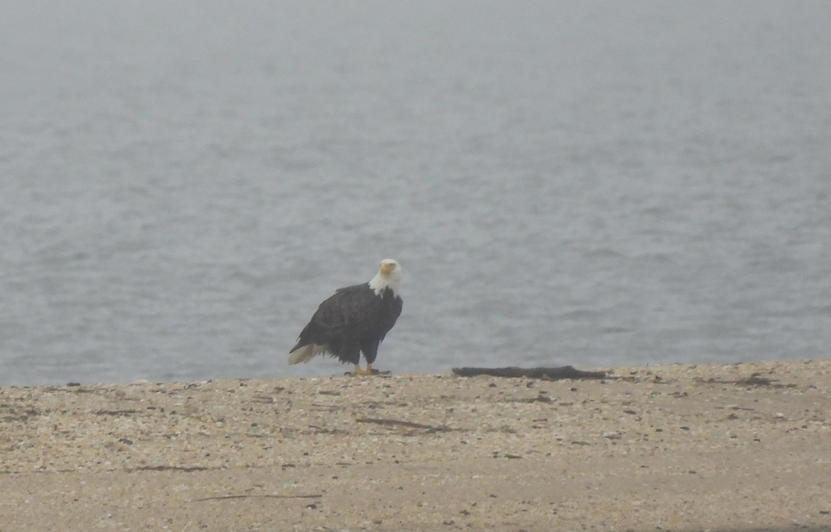 Bald Eagle - ML642018489