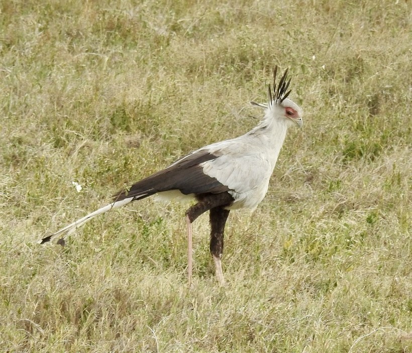 Secretarybird - ML642018498