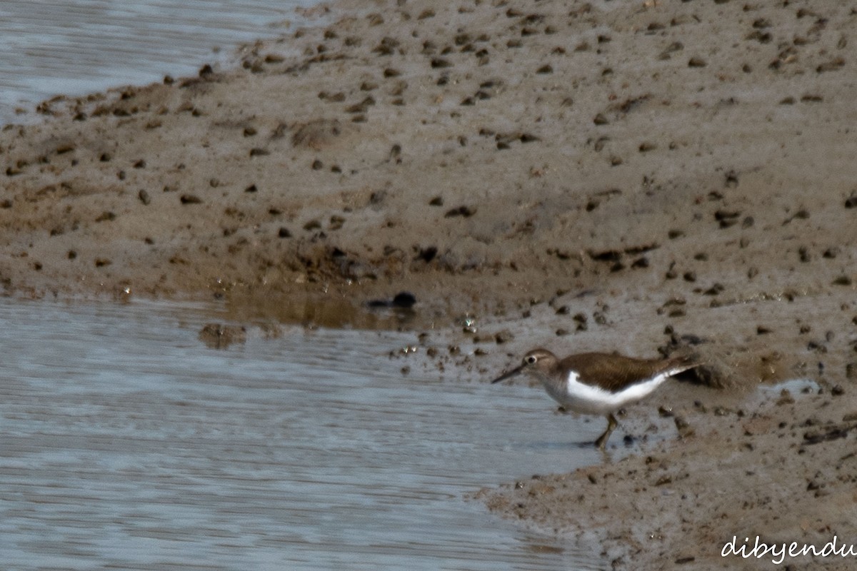 strandsnipe - ML642018508