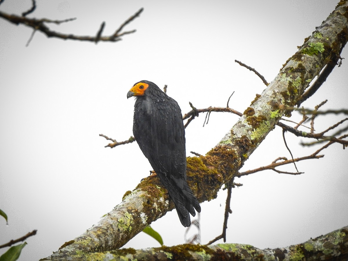 Black Caracara - ML642018521