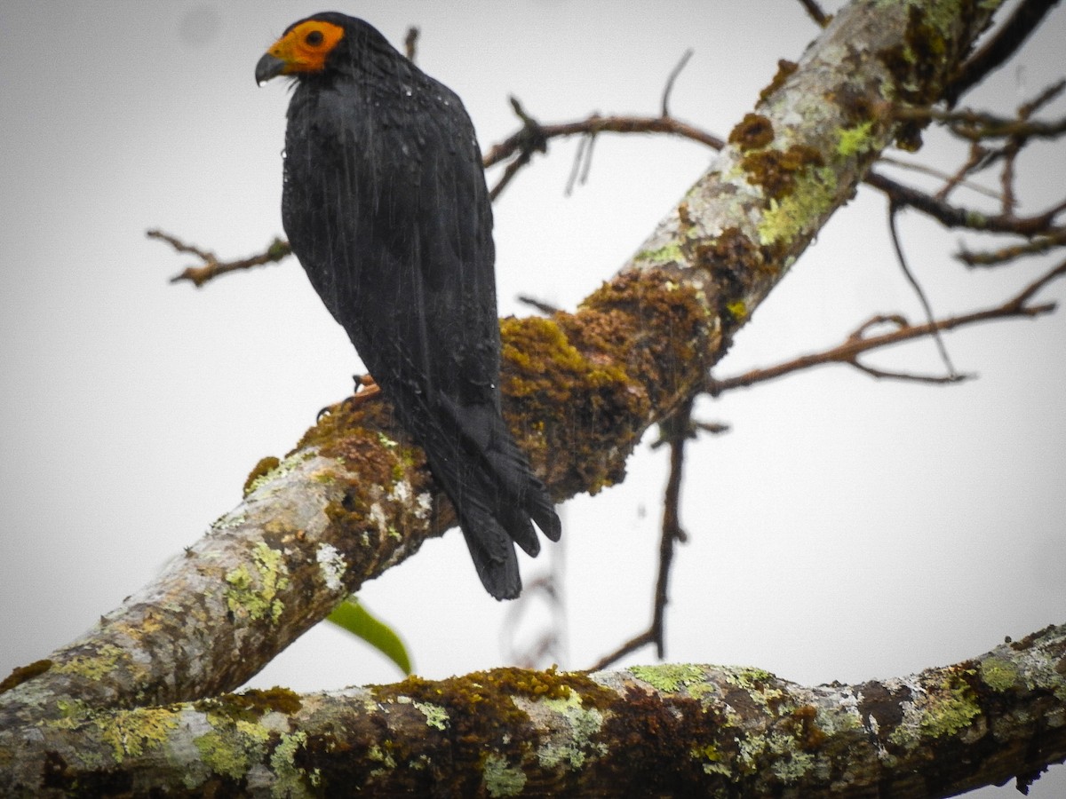 Black Caracara - ML642018522