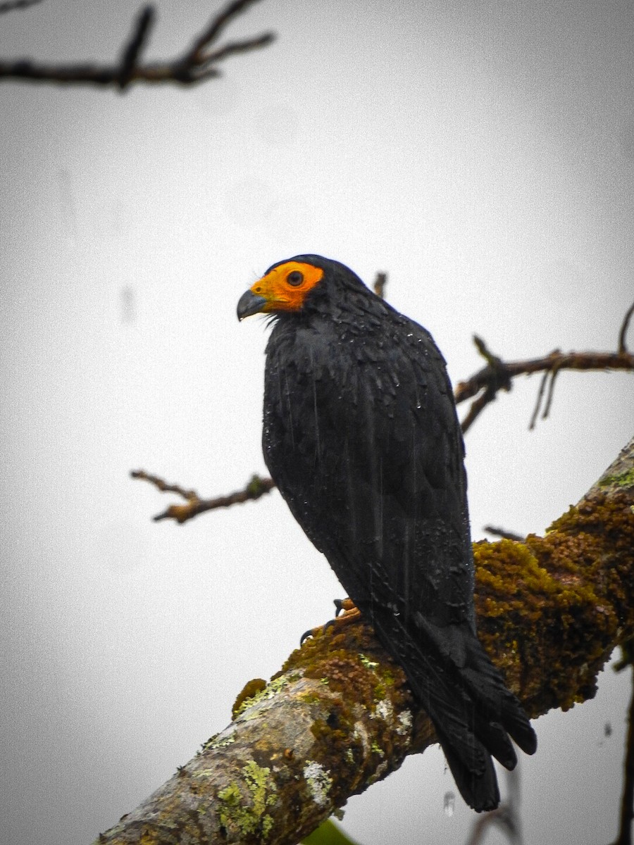 Black Caracara - ML642018523