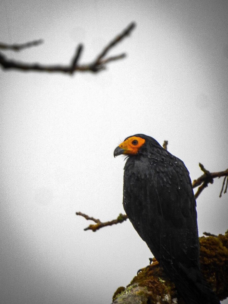 Black Caracara - ML642018524