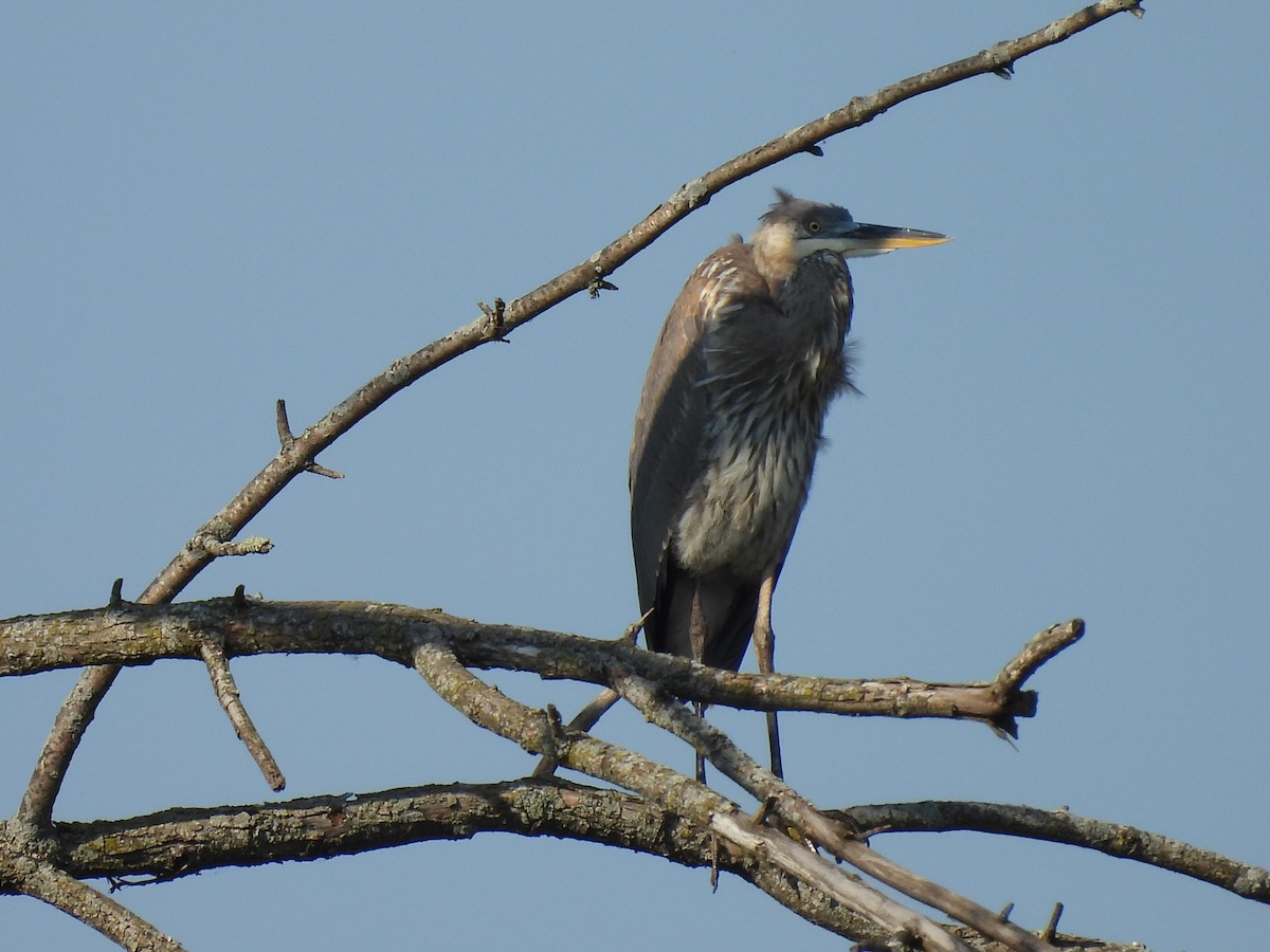 Great Blue Heron - ML642018538