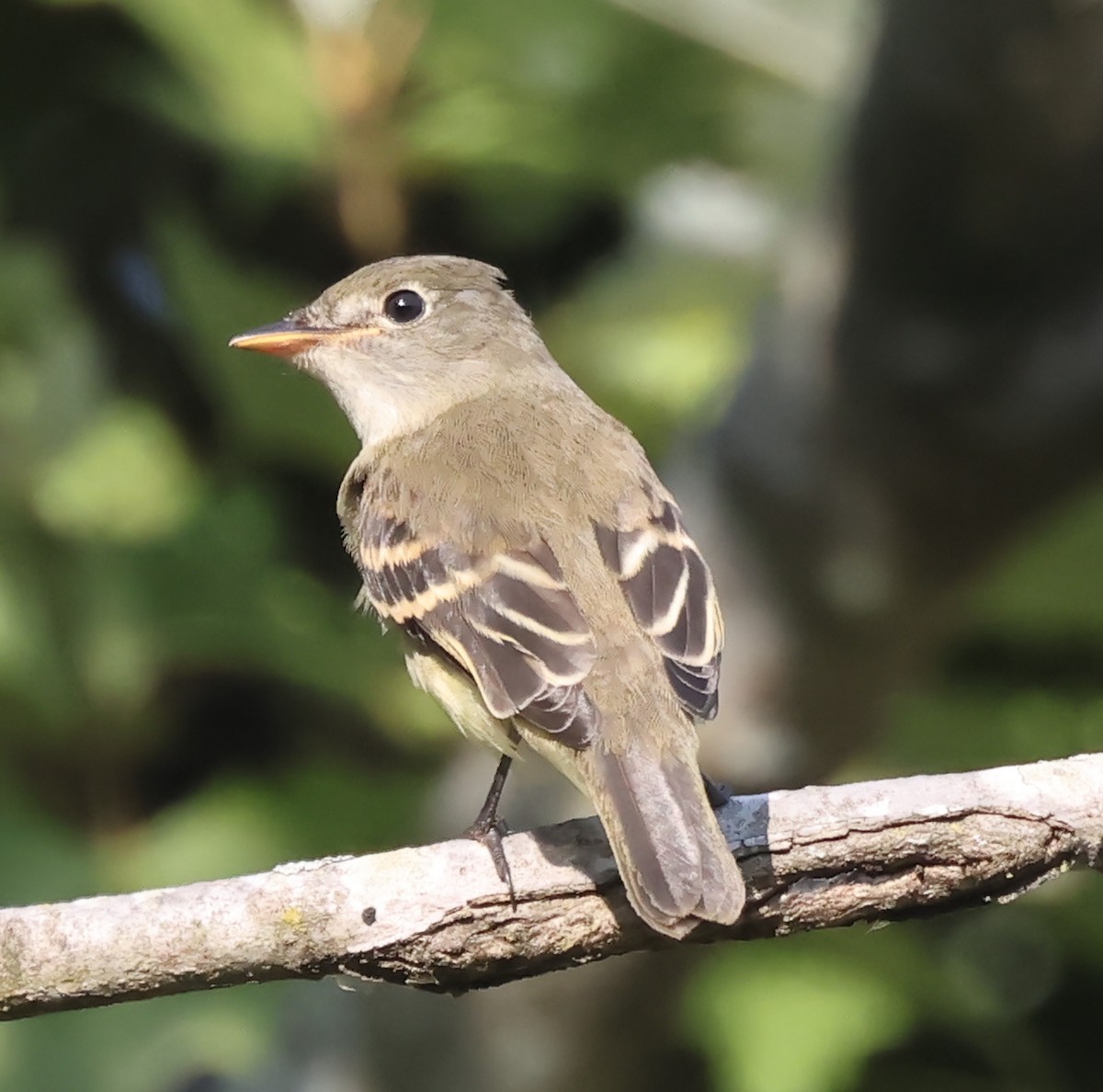 Least Flycatcher - ML642018542