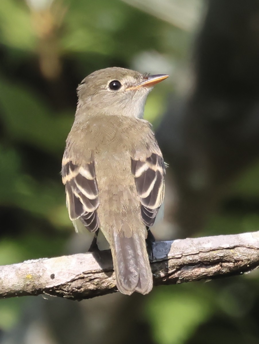 Least Flycatcher - ML642018543
