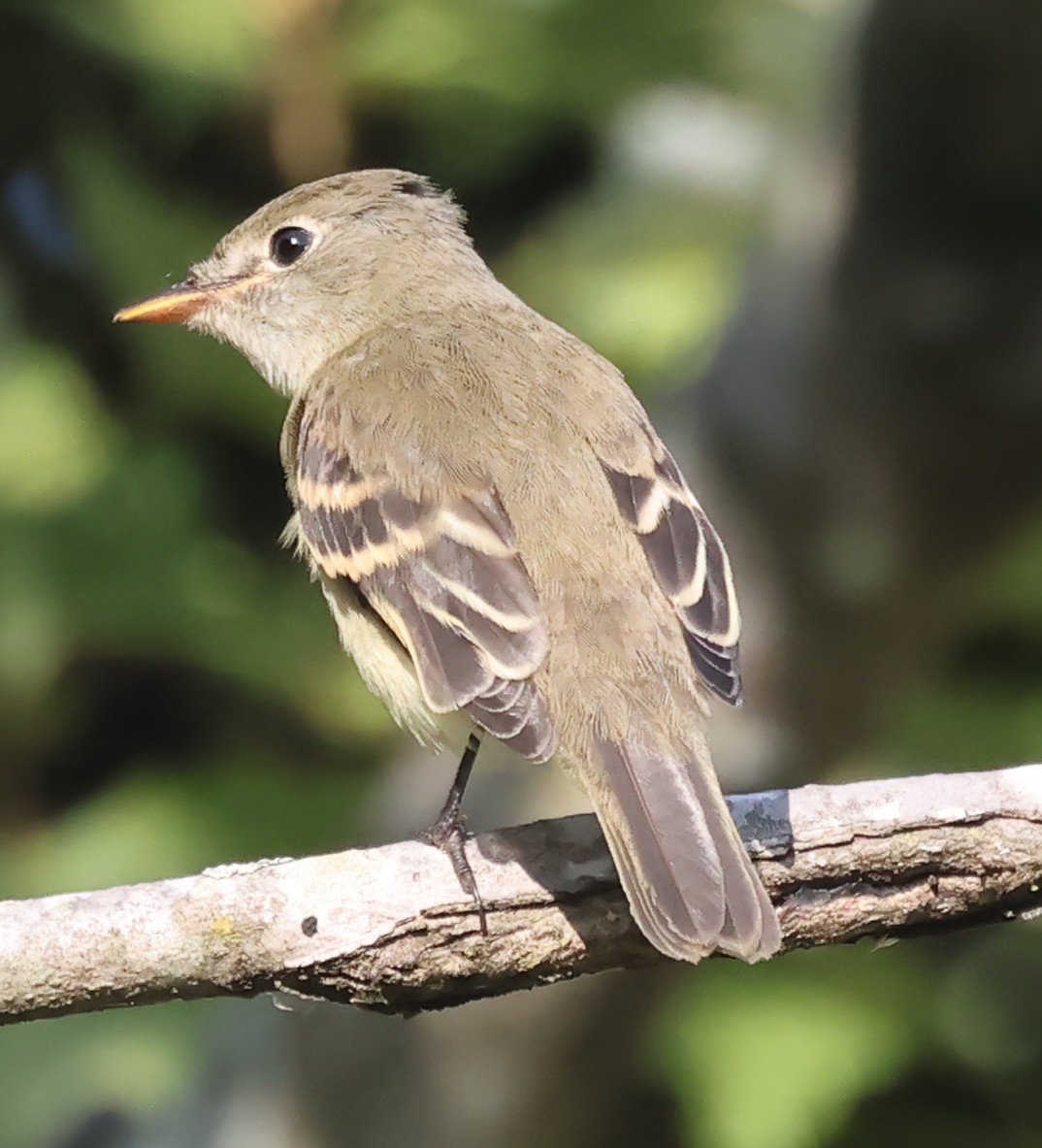 Least Flycatcher - ML642018544