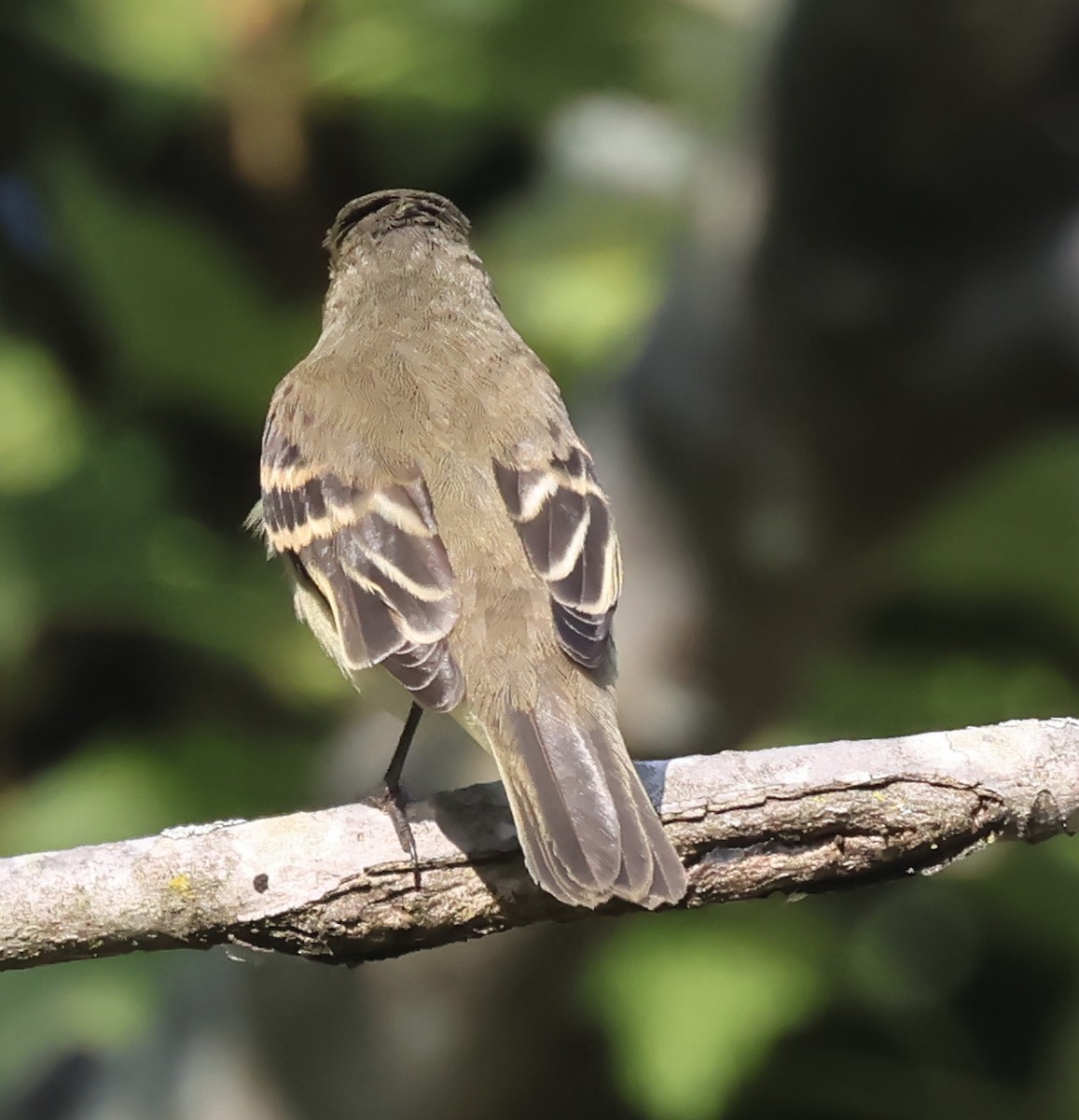 Least Flycatcher - ML642018545