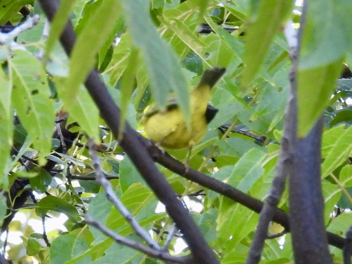 Wilson's Warbler - ML642018548