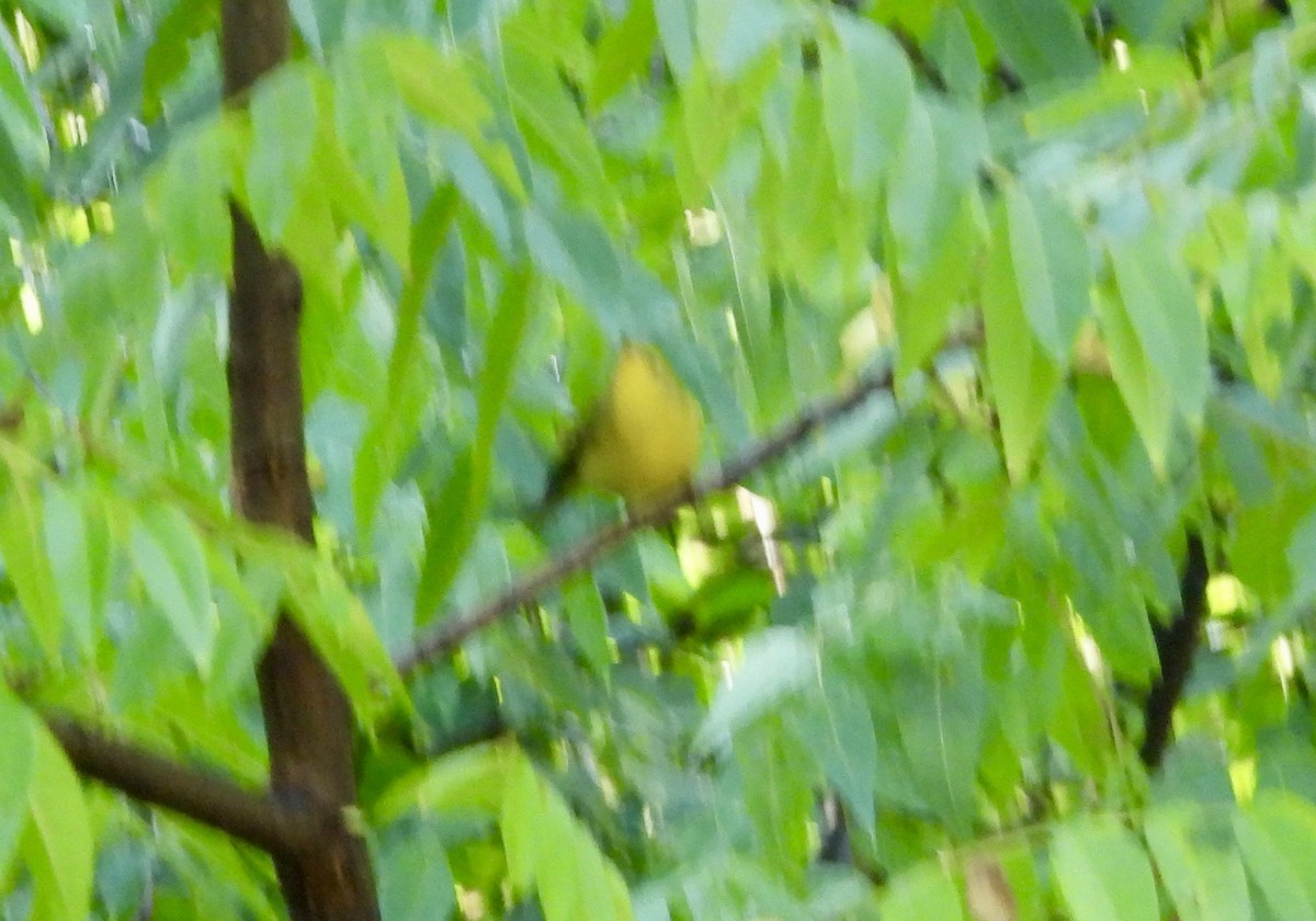 Wilson's Warbler - ML642018549