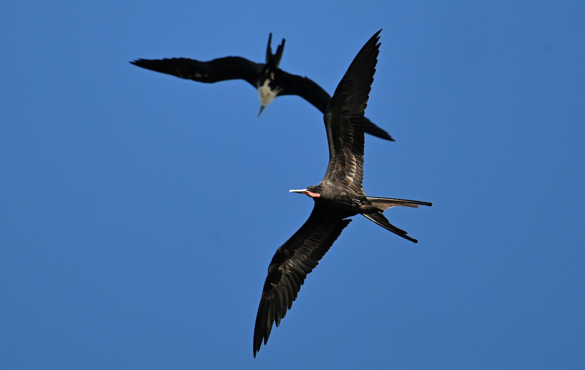 Magnificent Frigatebird - ML642018552