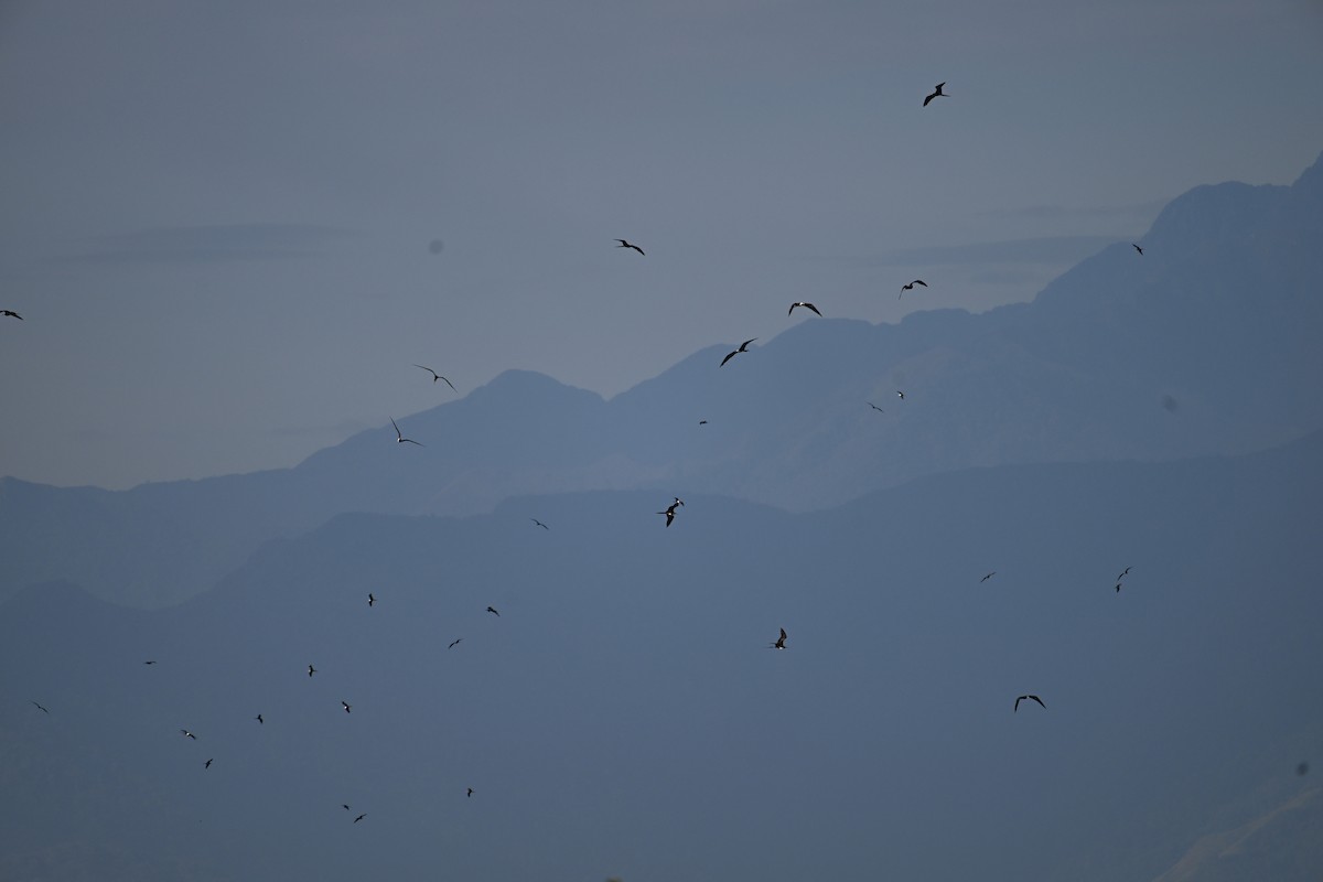 Magnificent Frigatebird - ML642018553