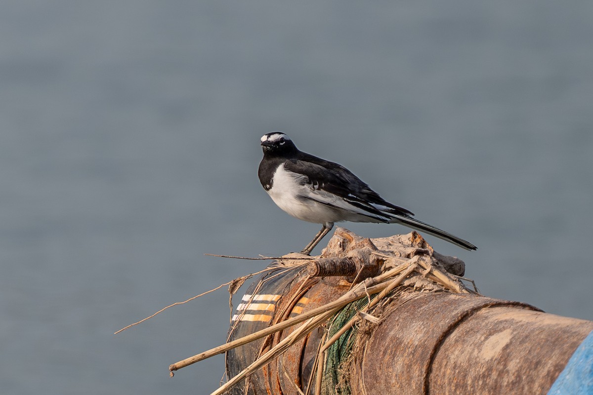 White-browed Wagtail - ML642018558