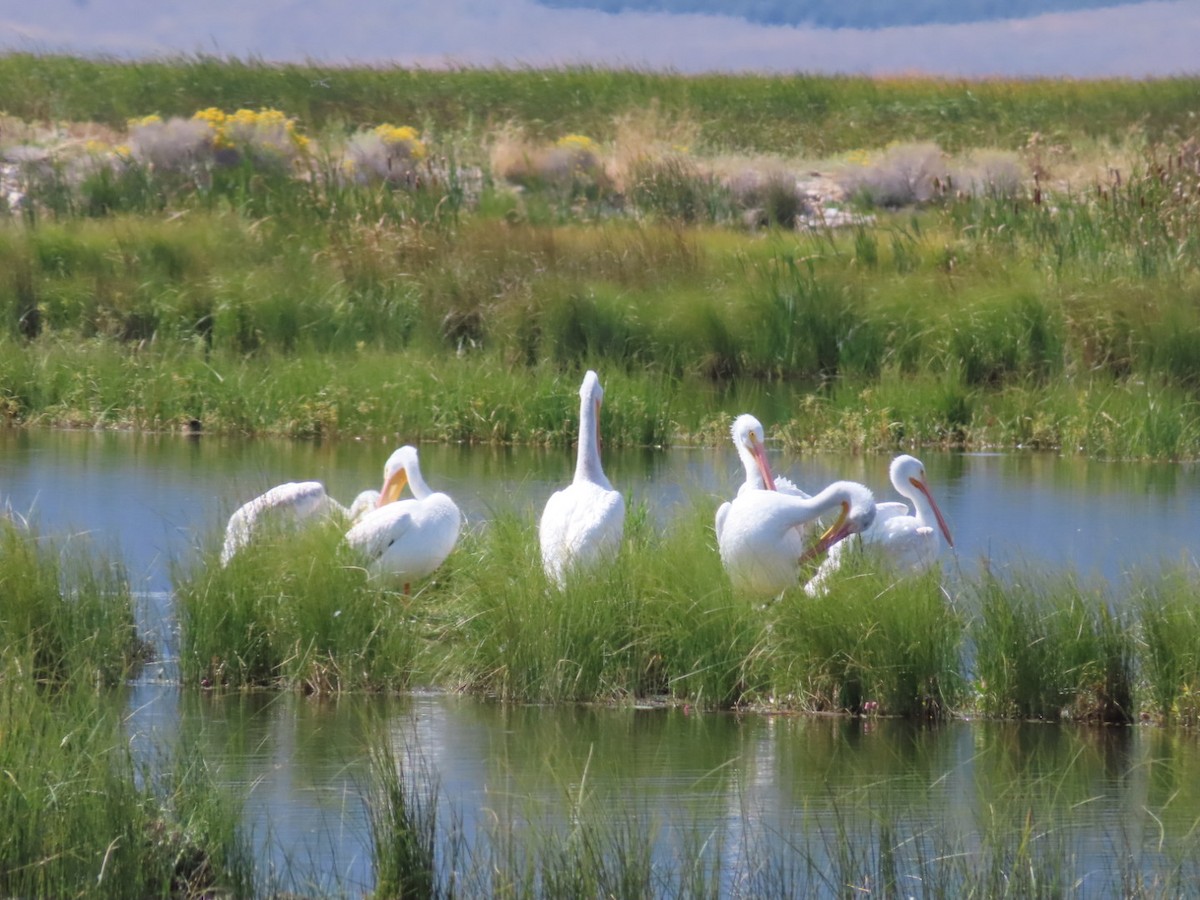 American White Pelican - ML642018568
