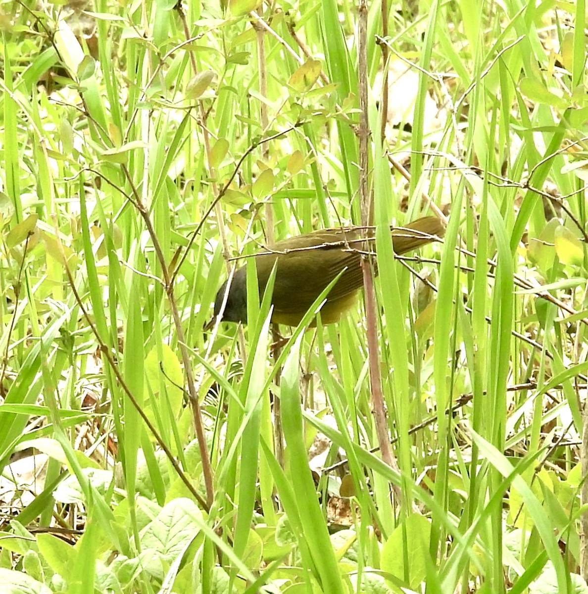Mourning Warbler - ML642018573
