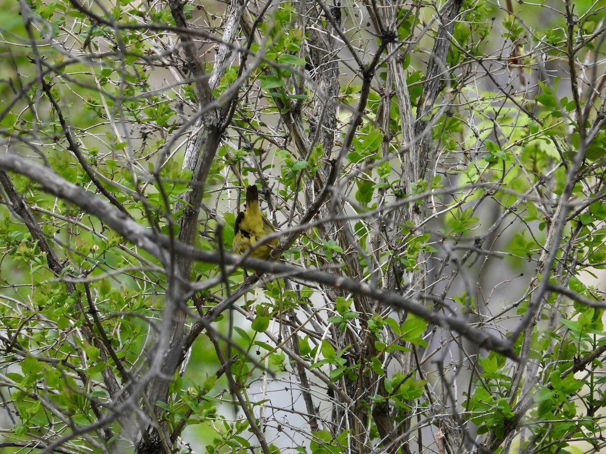 Mourning Warbler - ML642018574