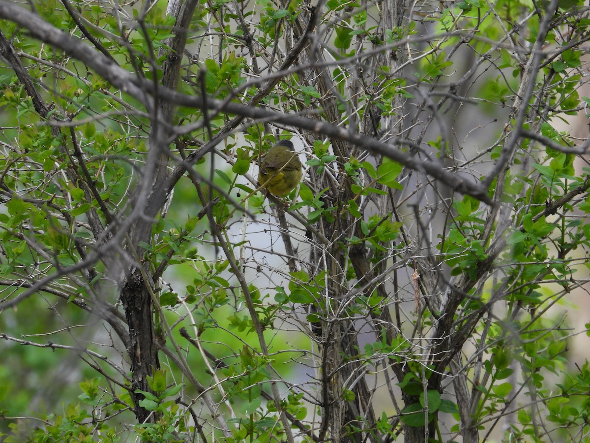 Mourning Warbler - ML642018575