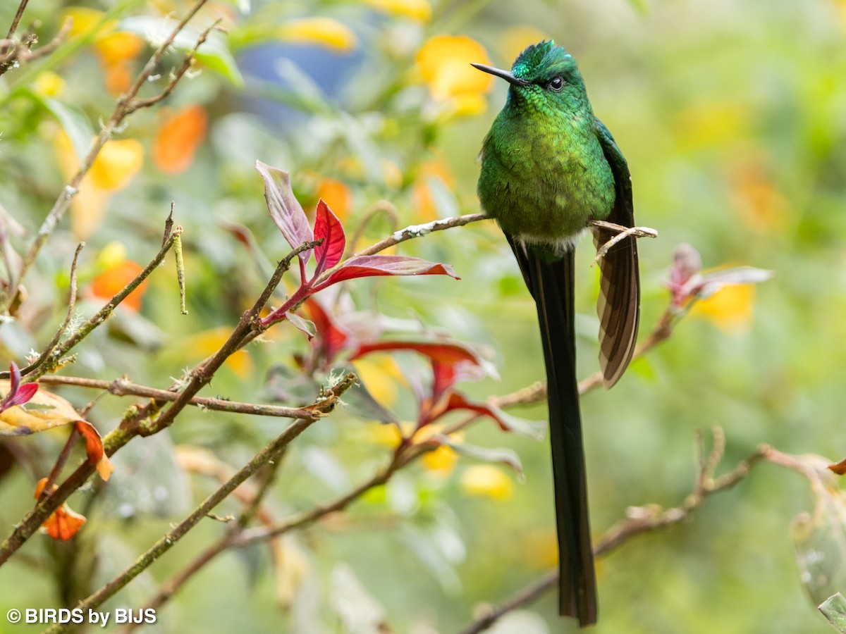 Long-tailed Sylph - ML642018576