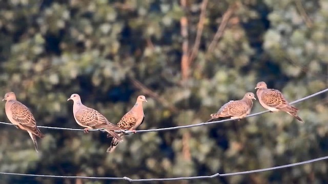 Orientturteltaube - ML642018581