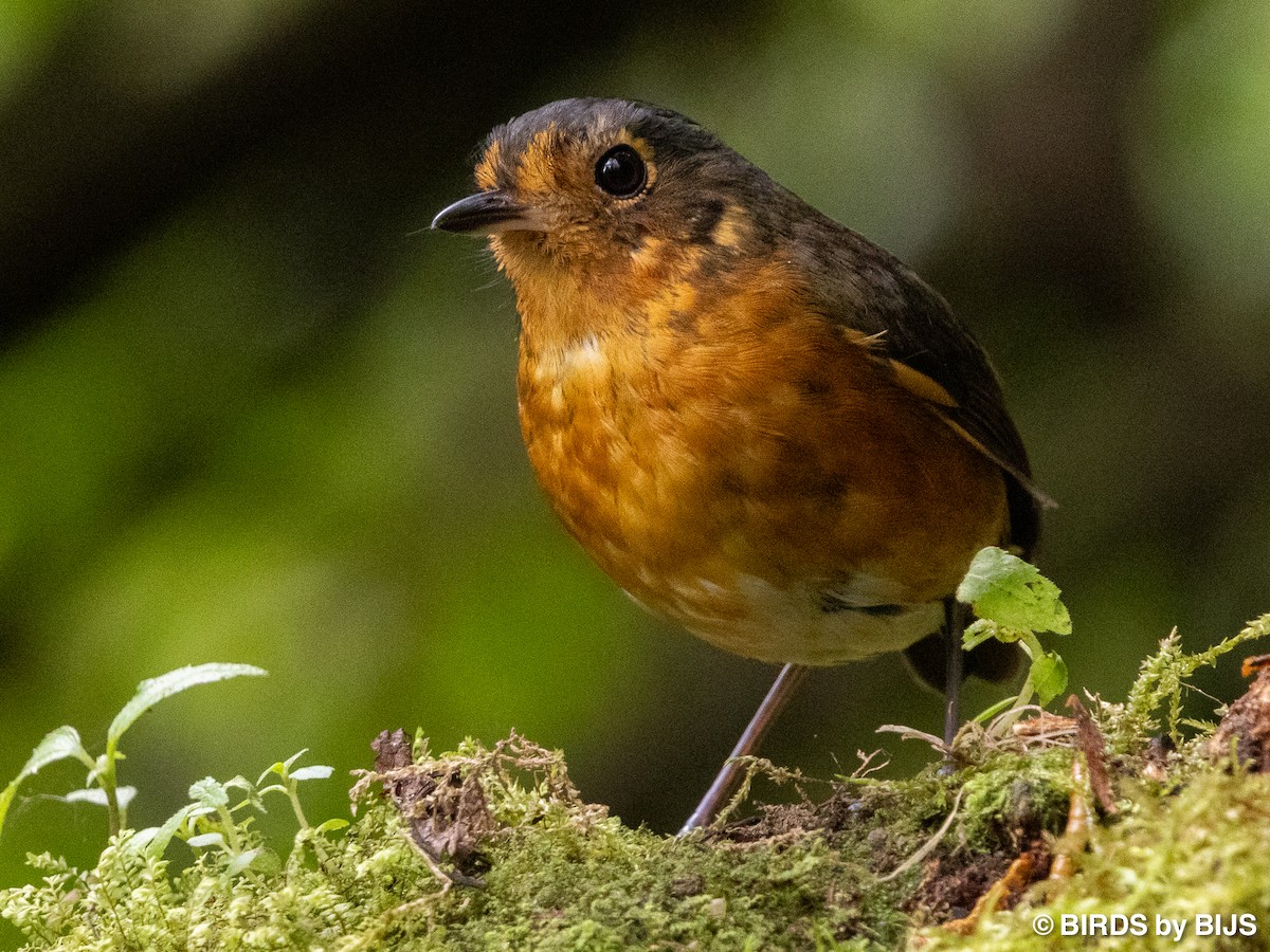 Slate-crowned Antpitta (Slate-crowned) - ML642018583