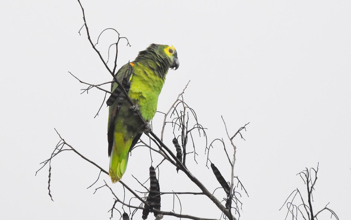 Turquoise-fronted Amazon - ML642018587